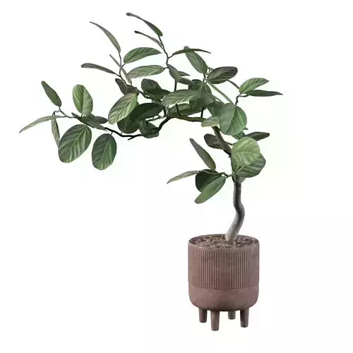 Ficus benghalensis