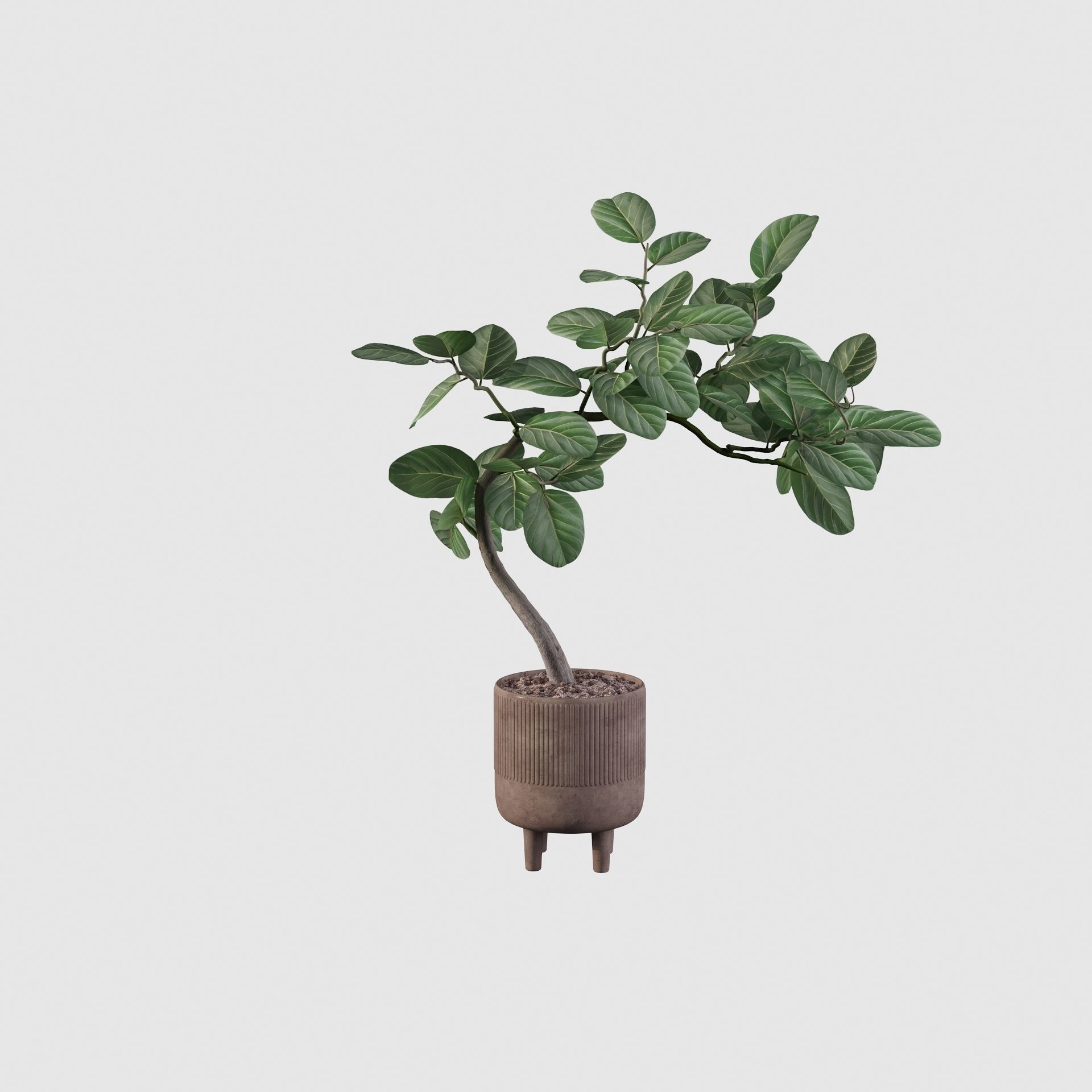Ficus benghalensis 3D model_26
