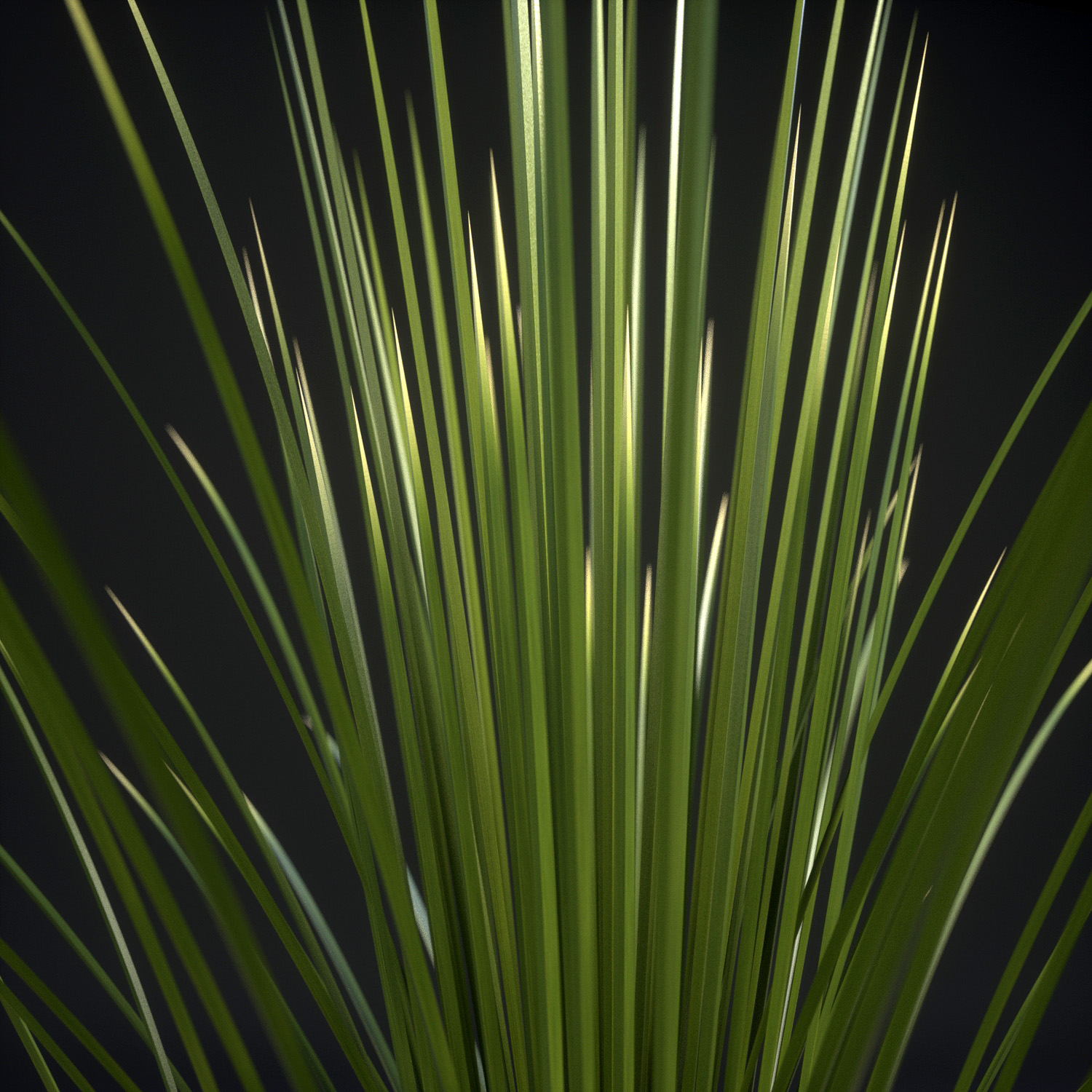 Toothless Desert Spoon Dasylirion quadrangulatum 3D model_1