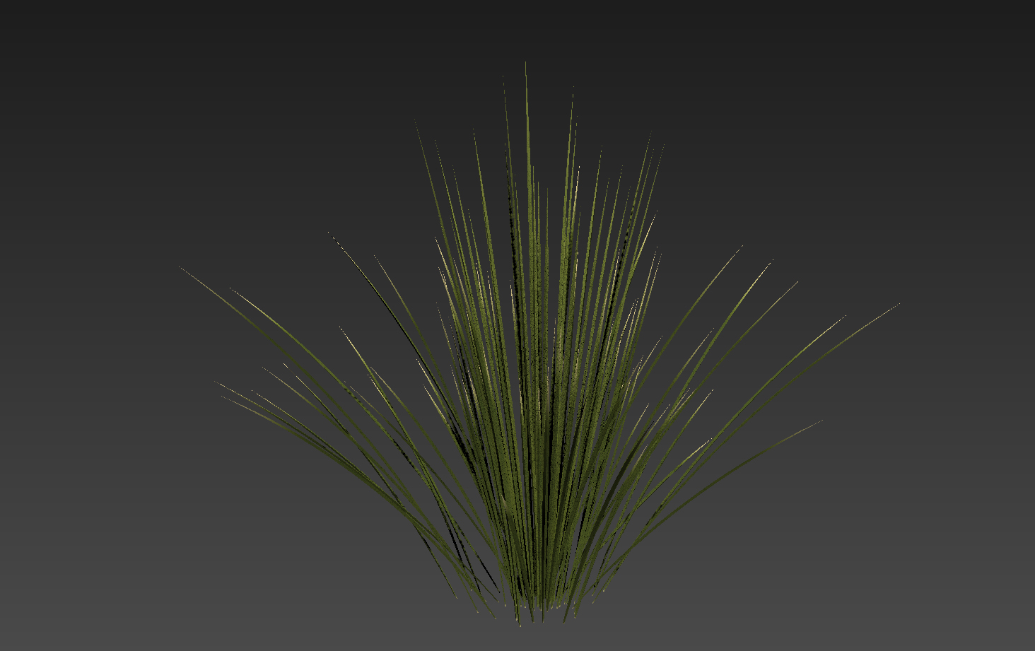 Toothless Desert Spoon Dasylirion quadrangulatum 3D model_2