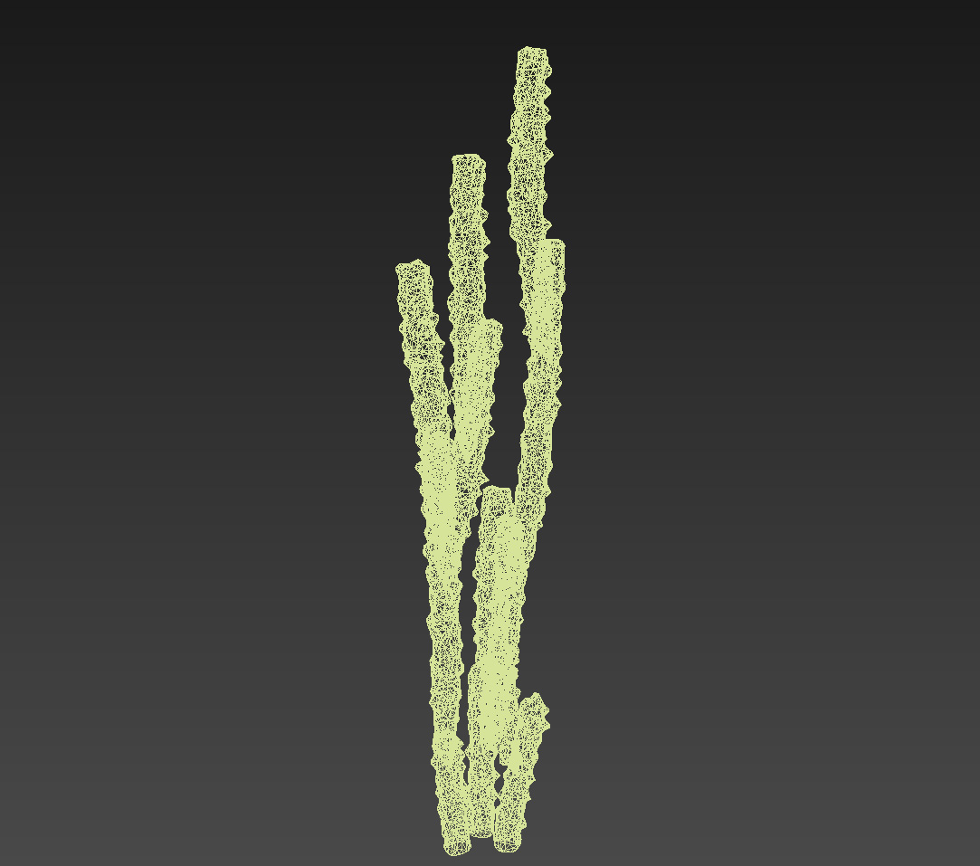 Totem Pole Cactus Lophocereus schottii var monstrosus 3D model_3