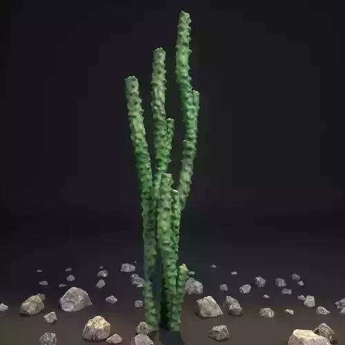 Totem Pole Cactus Lophocereus schottii var monstrosus
