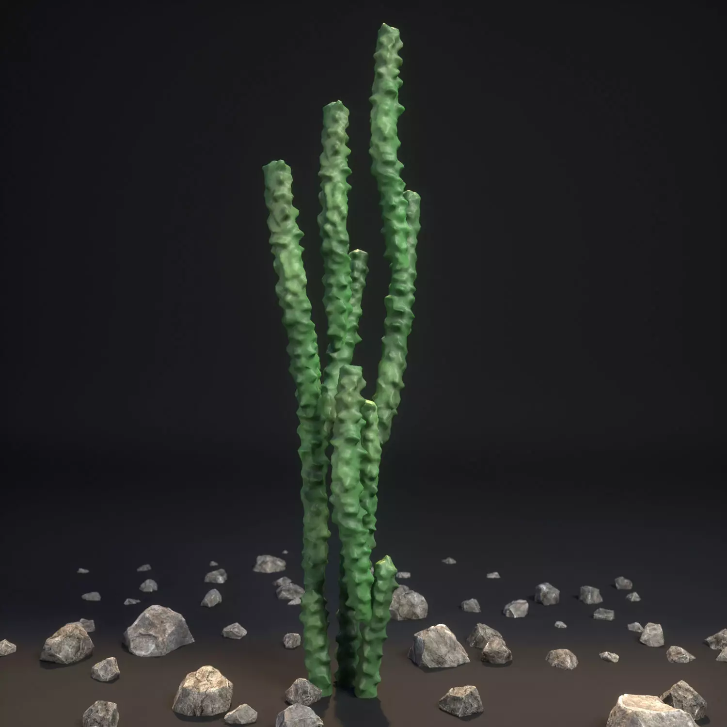 Totem Pole Cactus Lophocereus schottii var monstrosus 3D model_0