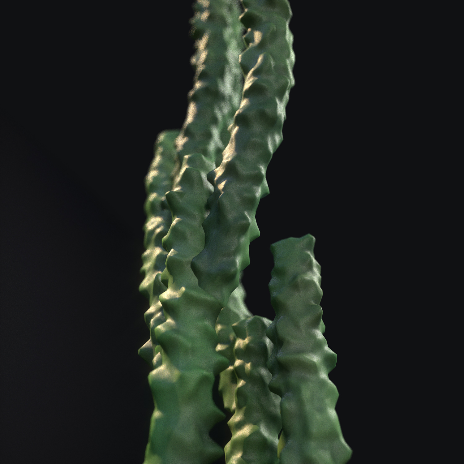 Totem Pole Cactus Lophocereus schottii var monstrosus 3D model_1