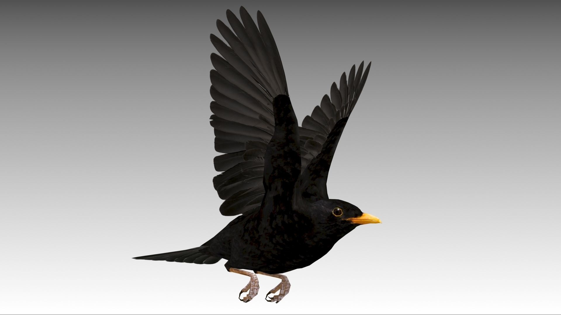 Blackbird bird Low-poly 3D model_7