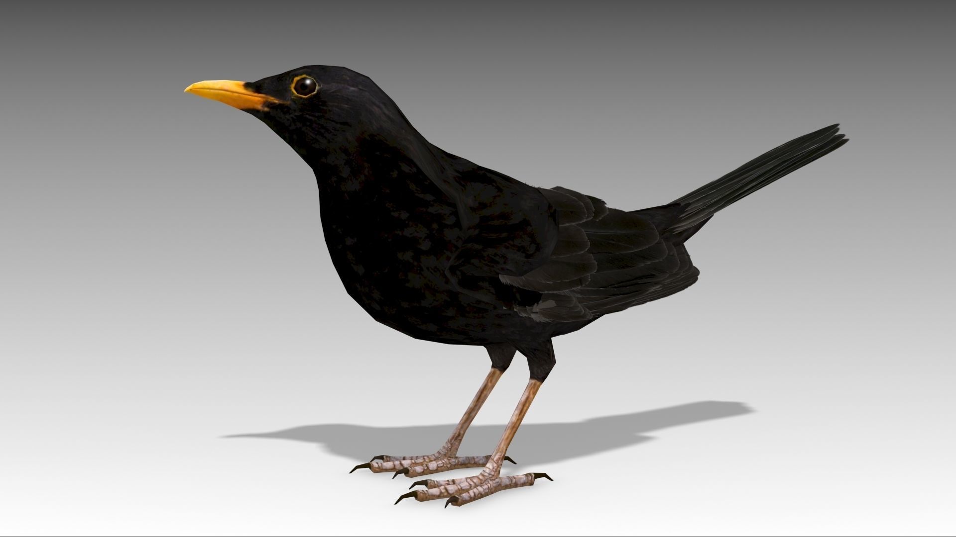 Blackbird bird Low-poly 3D model_4