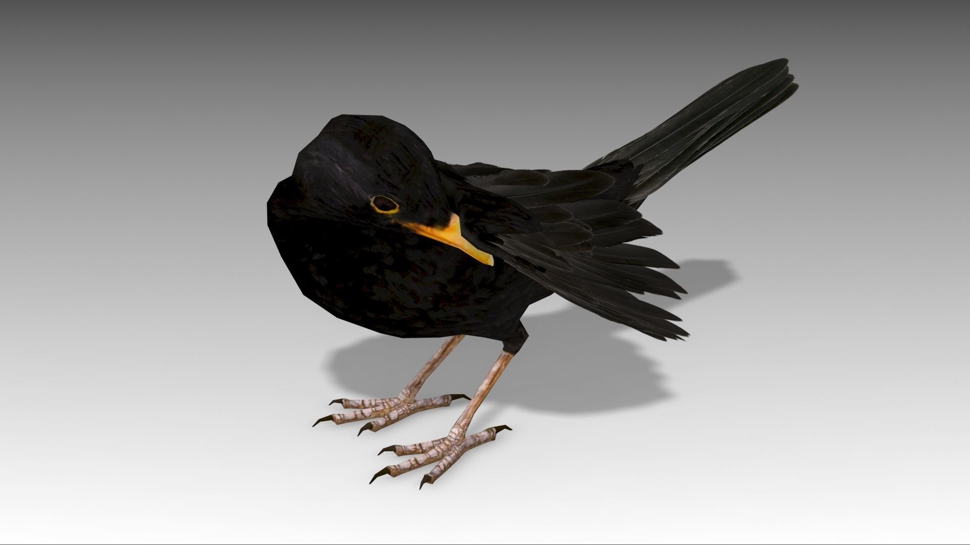 Blackbird bird Low-poly 3D model_3