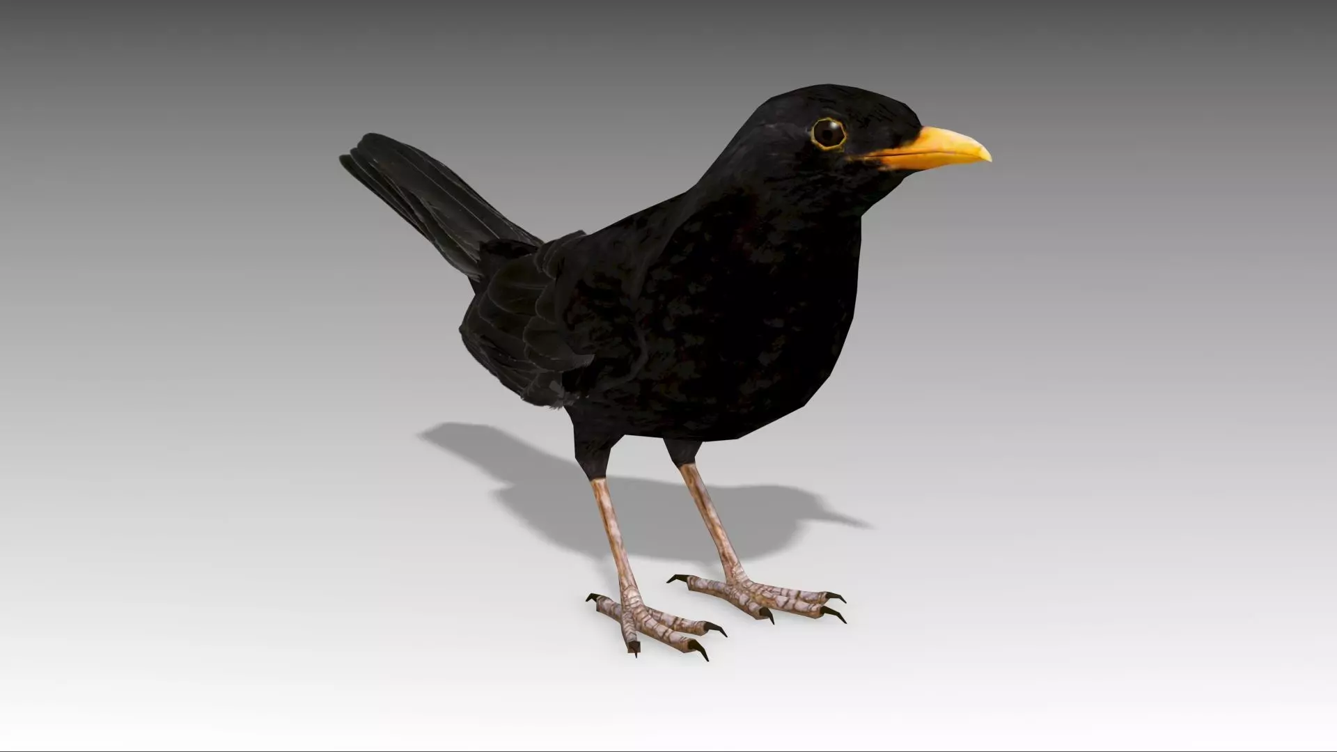 Blackbird bird Low-poly 3D model_0