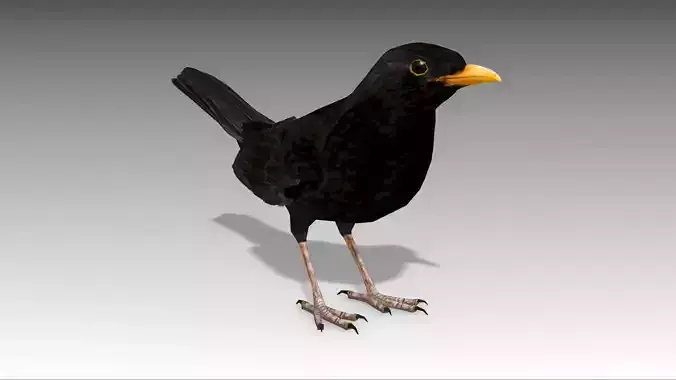 Blackbird bird Low-poly 3D model
