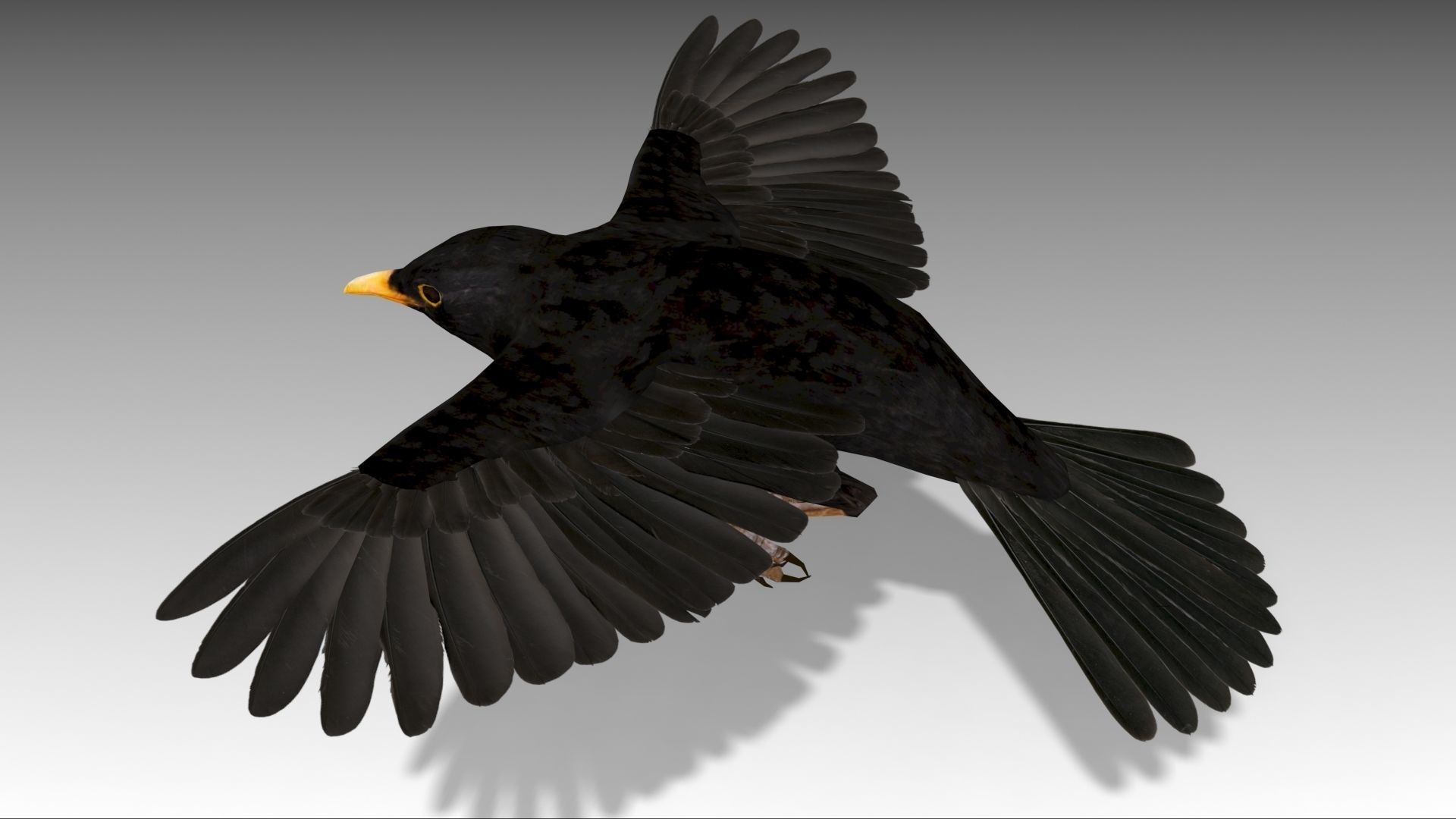 Blackbird bird Low-poly 3D model_6