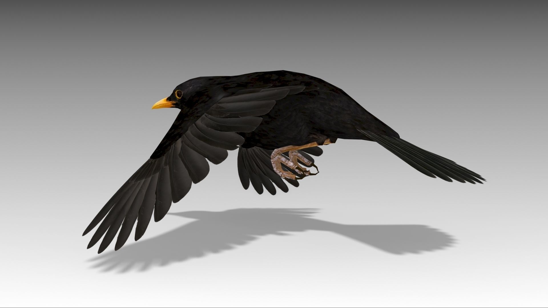 Blackbird bird Low-poly 3D model_10