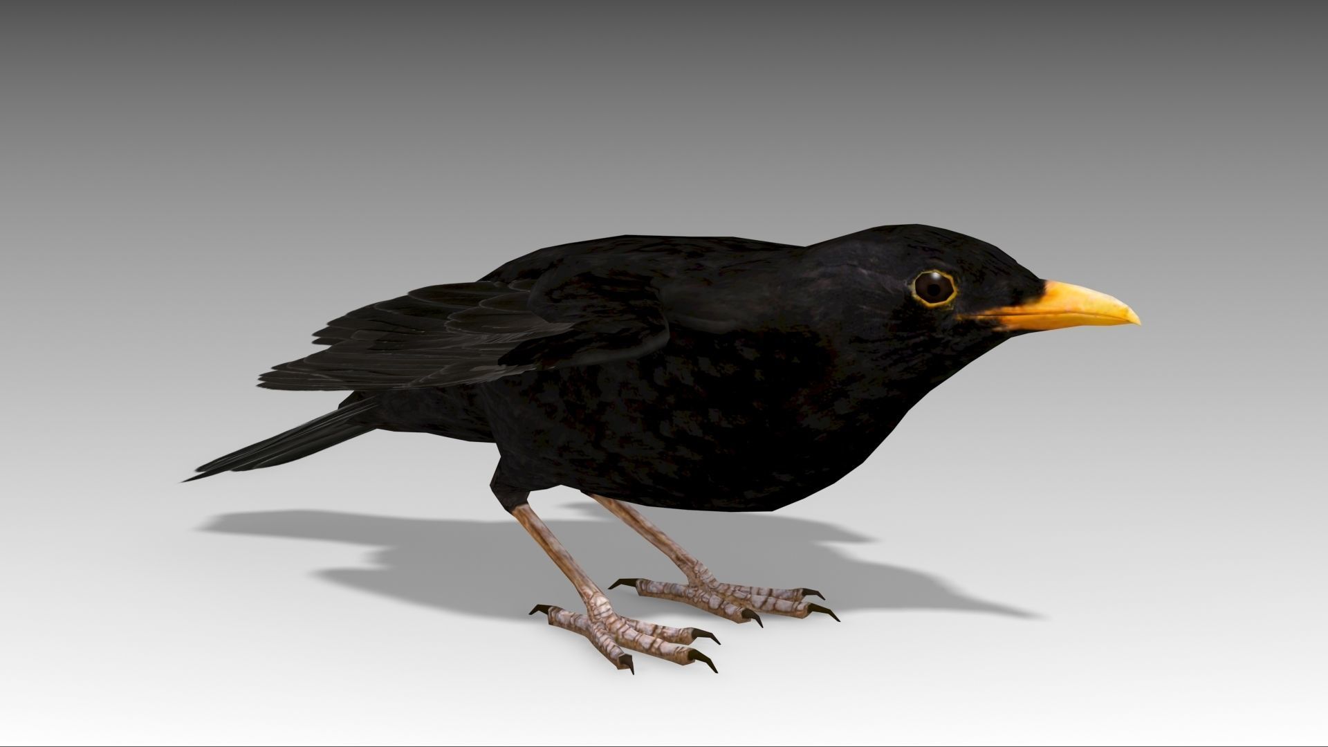 Blackbird bird Low-poly 3D model_5