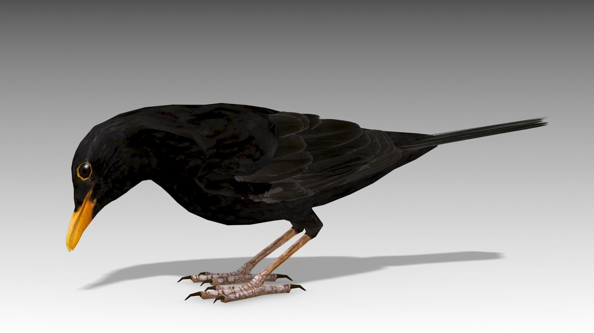 Blackbird bird Low-poly 3D model_9