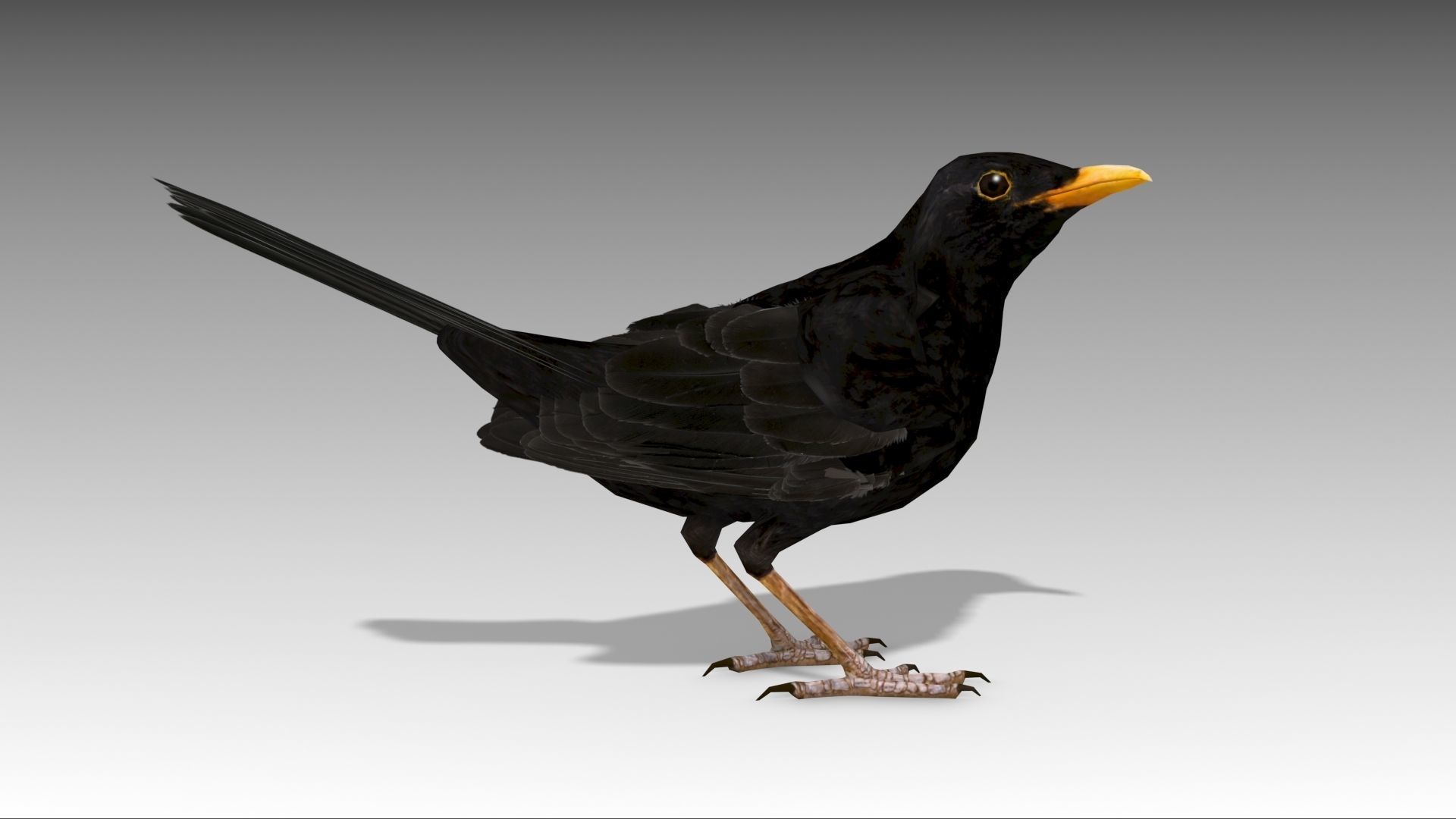 Blackbird bird Low-poly 3D model_2