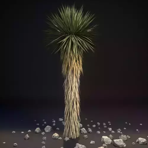 Yucca Palm Trees Yucca brevifolia 3D model