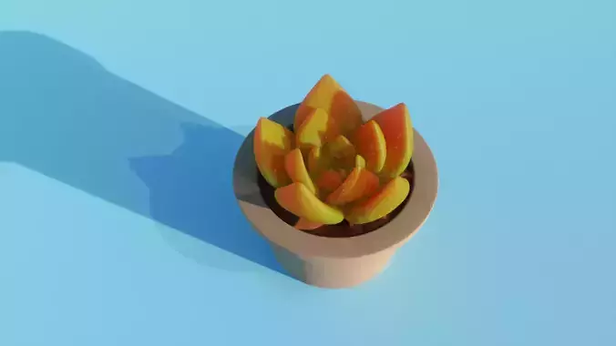 Succulent plant in pot