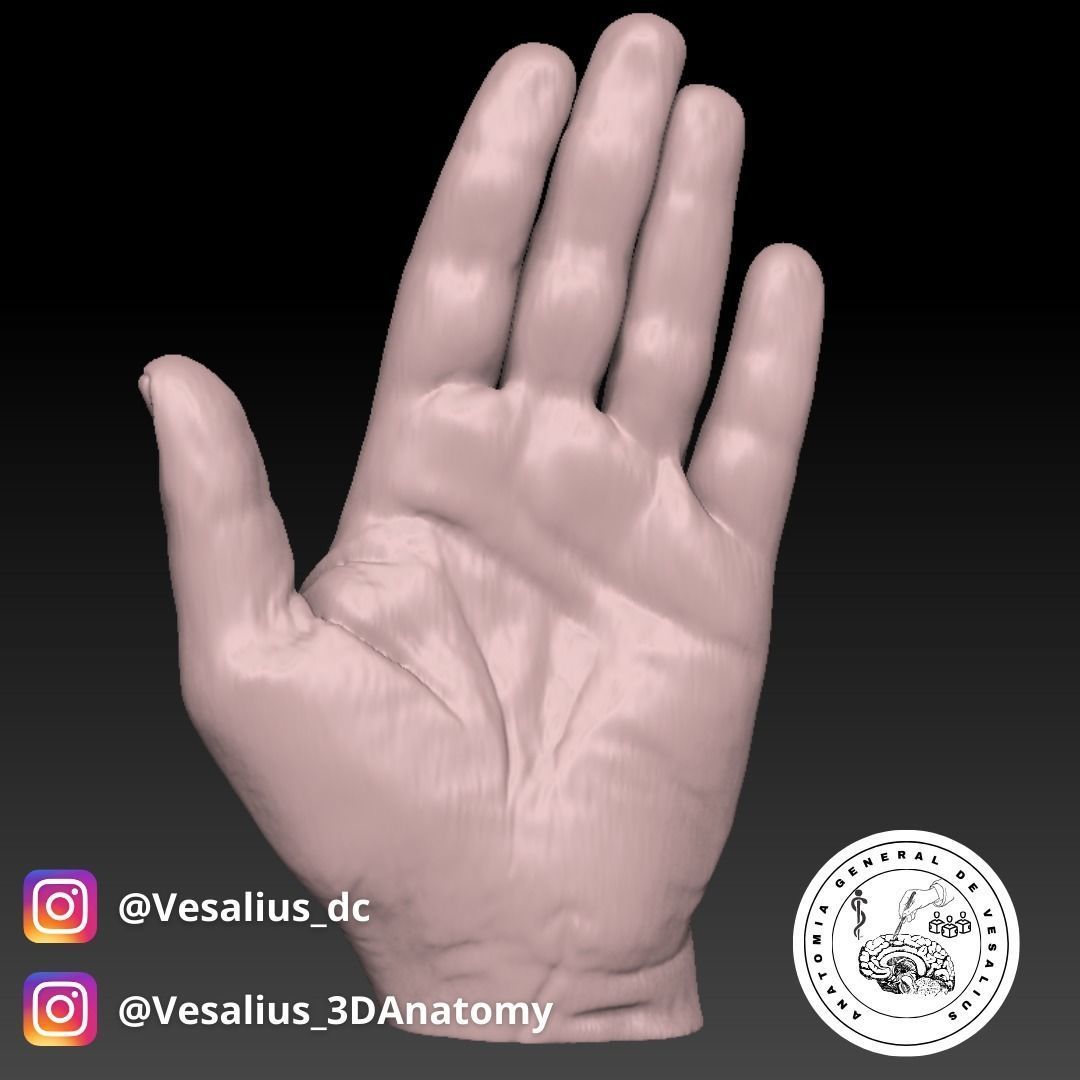 Left hand 3D print model_1