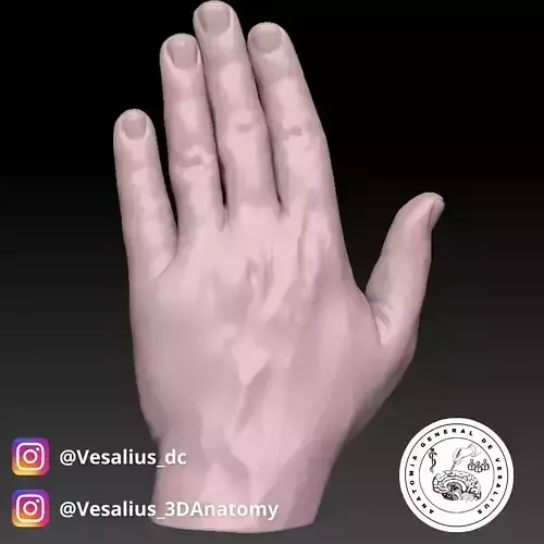 Left hand 3D print model