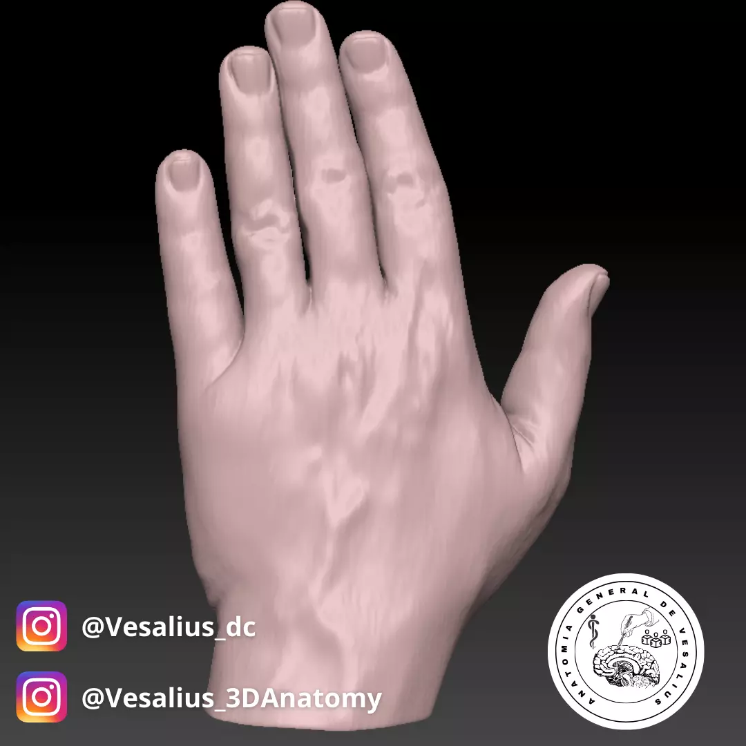 Left hand 3D print model_0