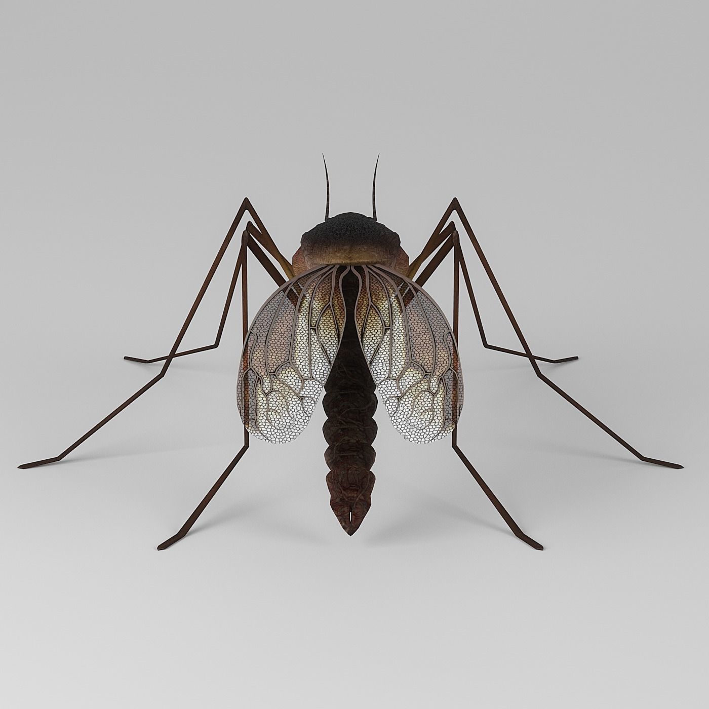 Mosquito 3D model_4