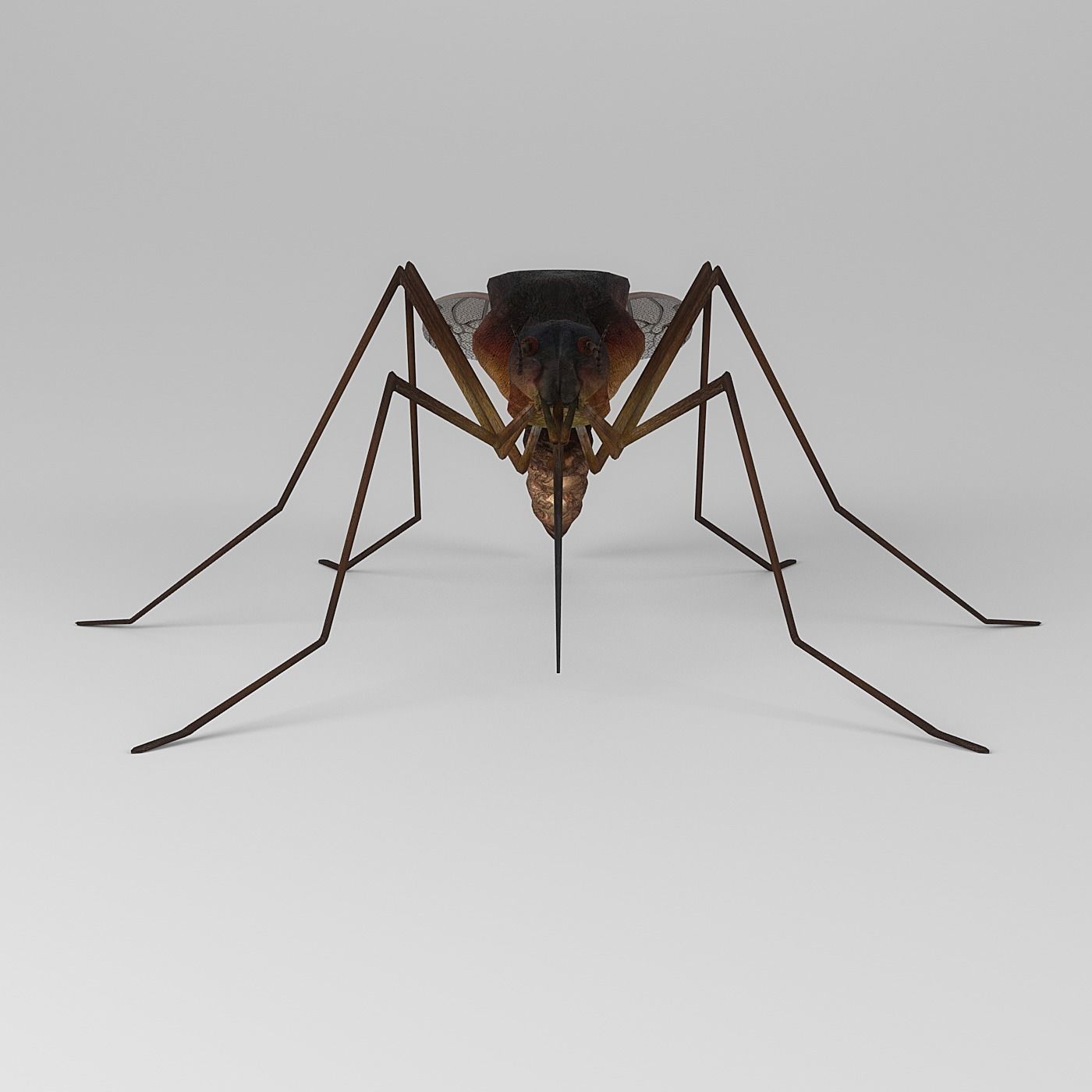 Mosquito 3D model_2