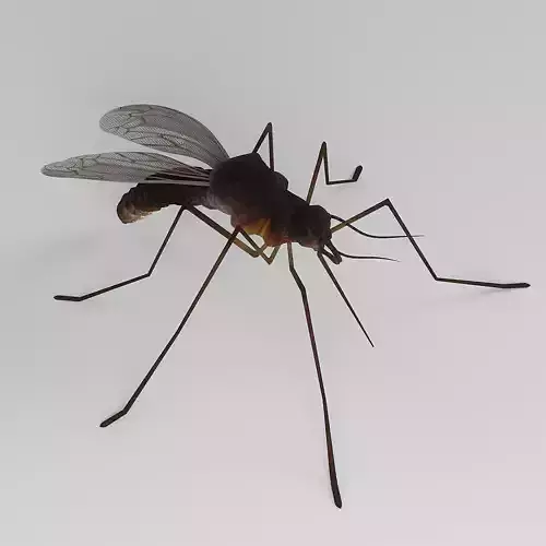 Mosquito