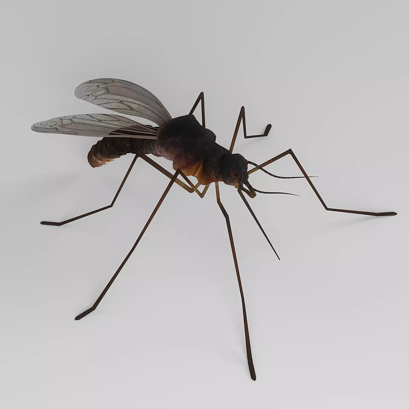 Mosquito 3D model_0