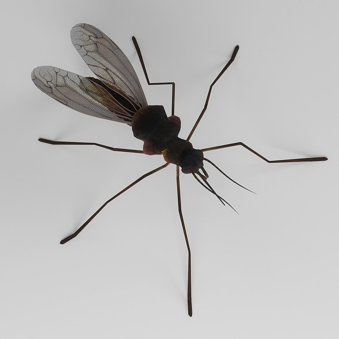 Mosquito 3D model_1