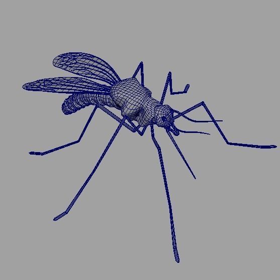 Mosquito 3D model_6