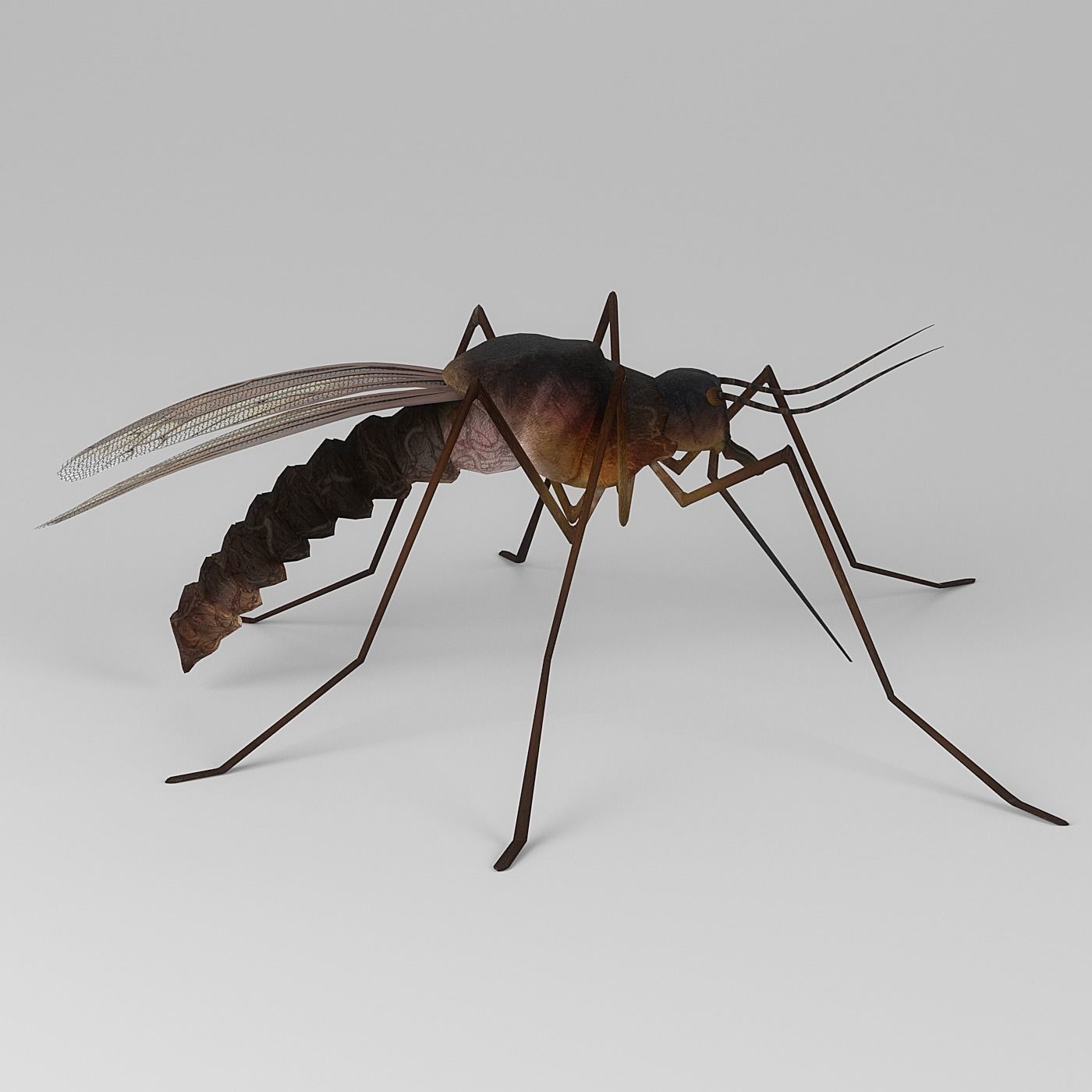 Mosquito 3D model_3