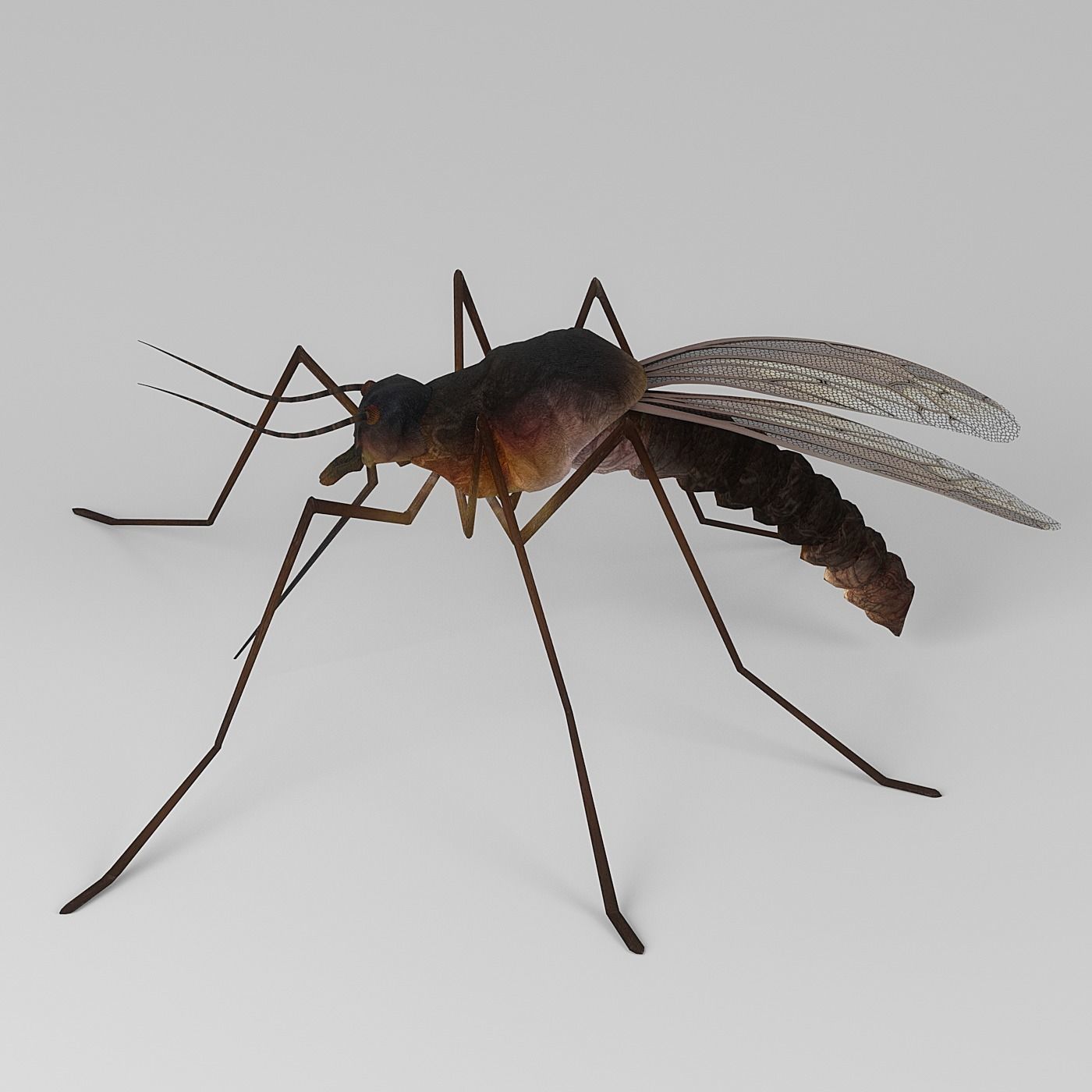Mosquito 3D model_5