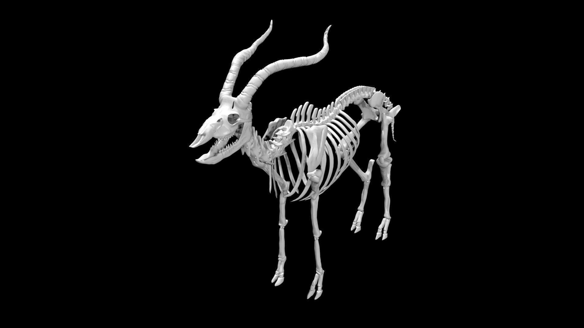 Antelope skeleton Low-poly 3D model_2