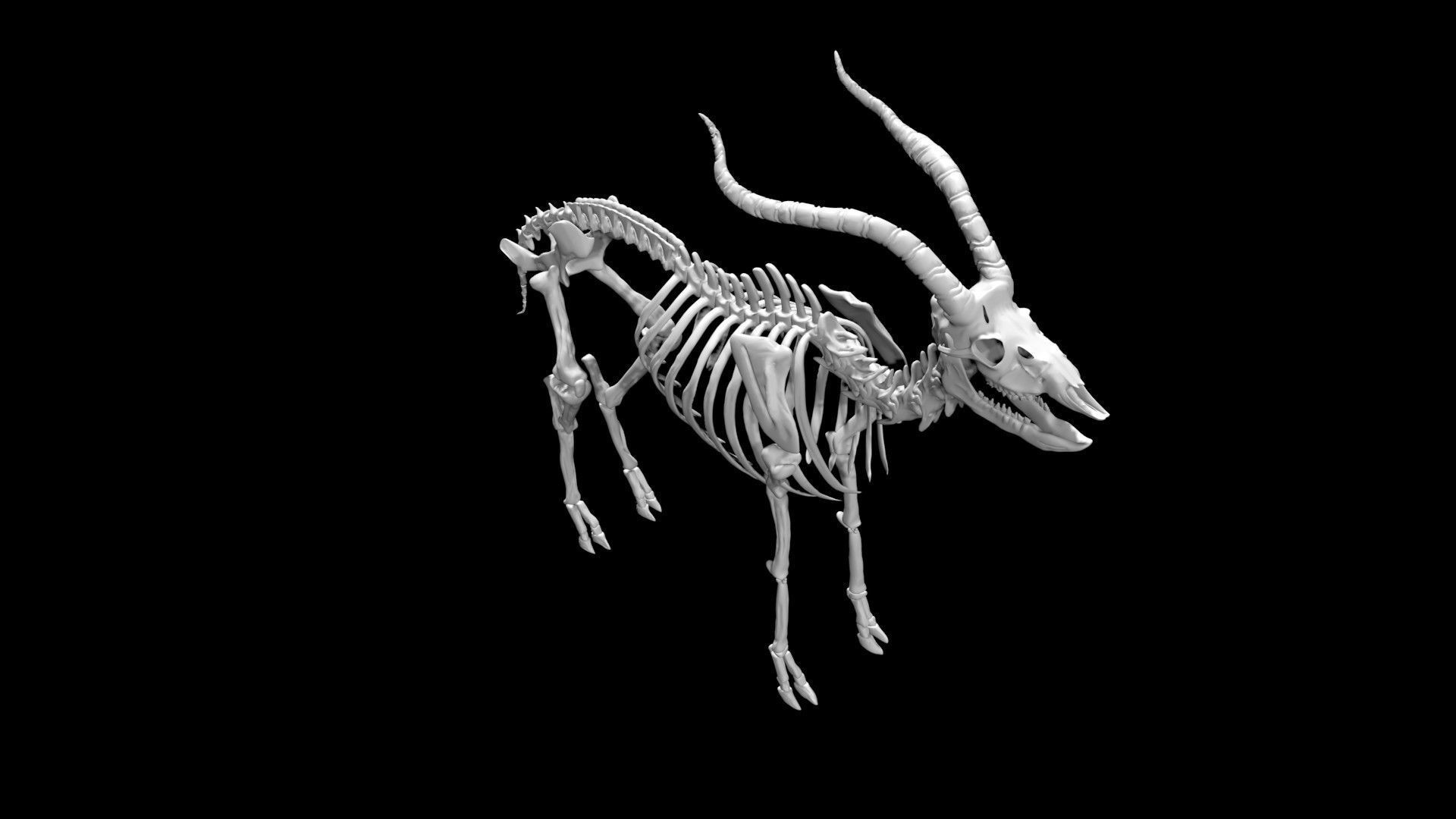 Antelope skeleton Low-poly 3D model_1