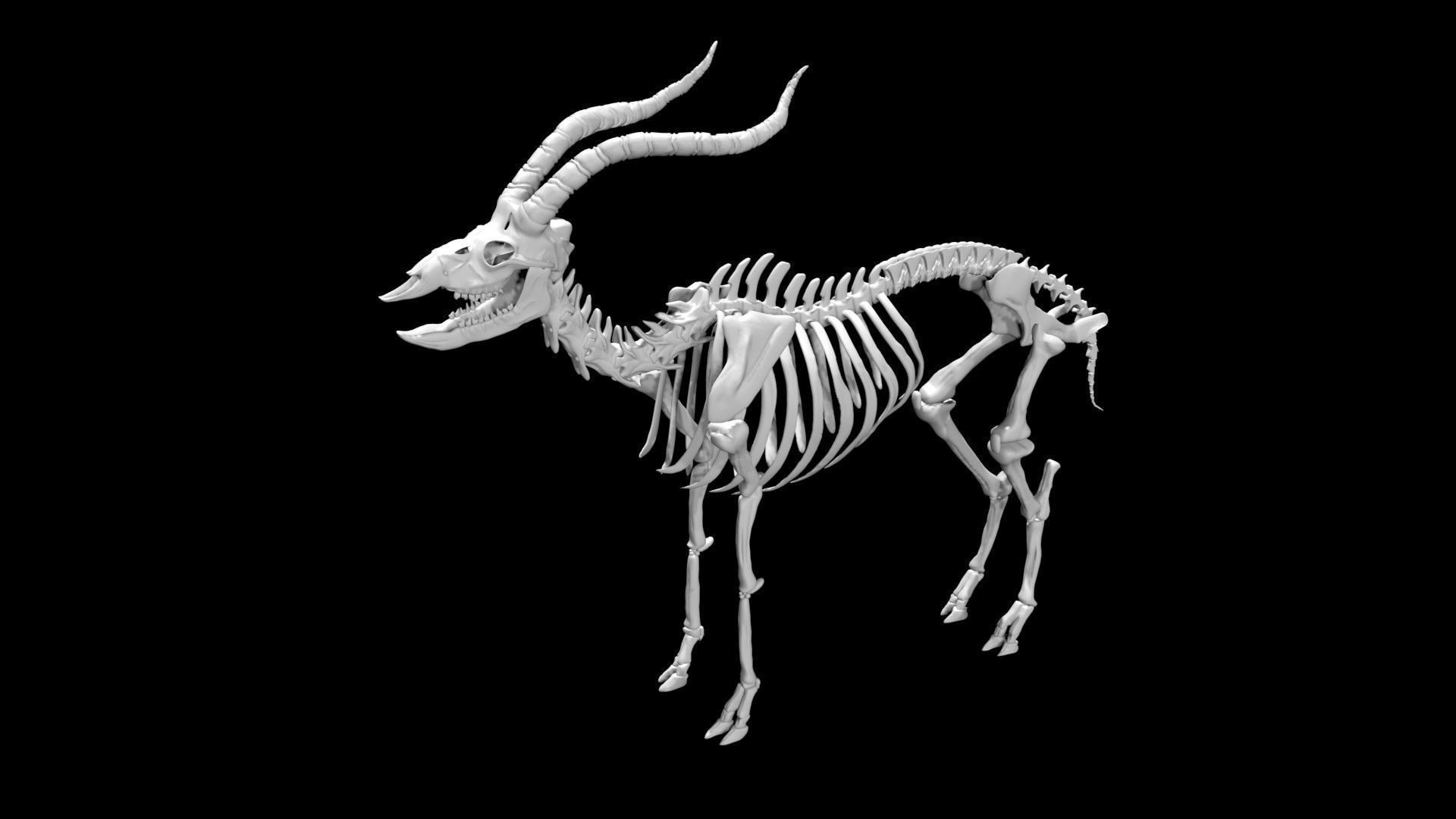 Antelope skeleton Low-poly 3D model_3