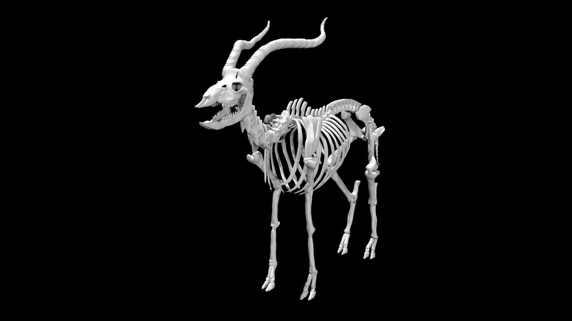 Antelope skeleton Low-poly 3D model_7