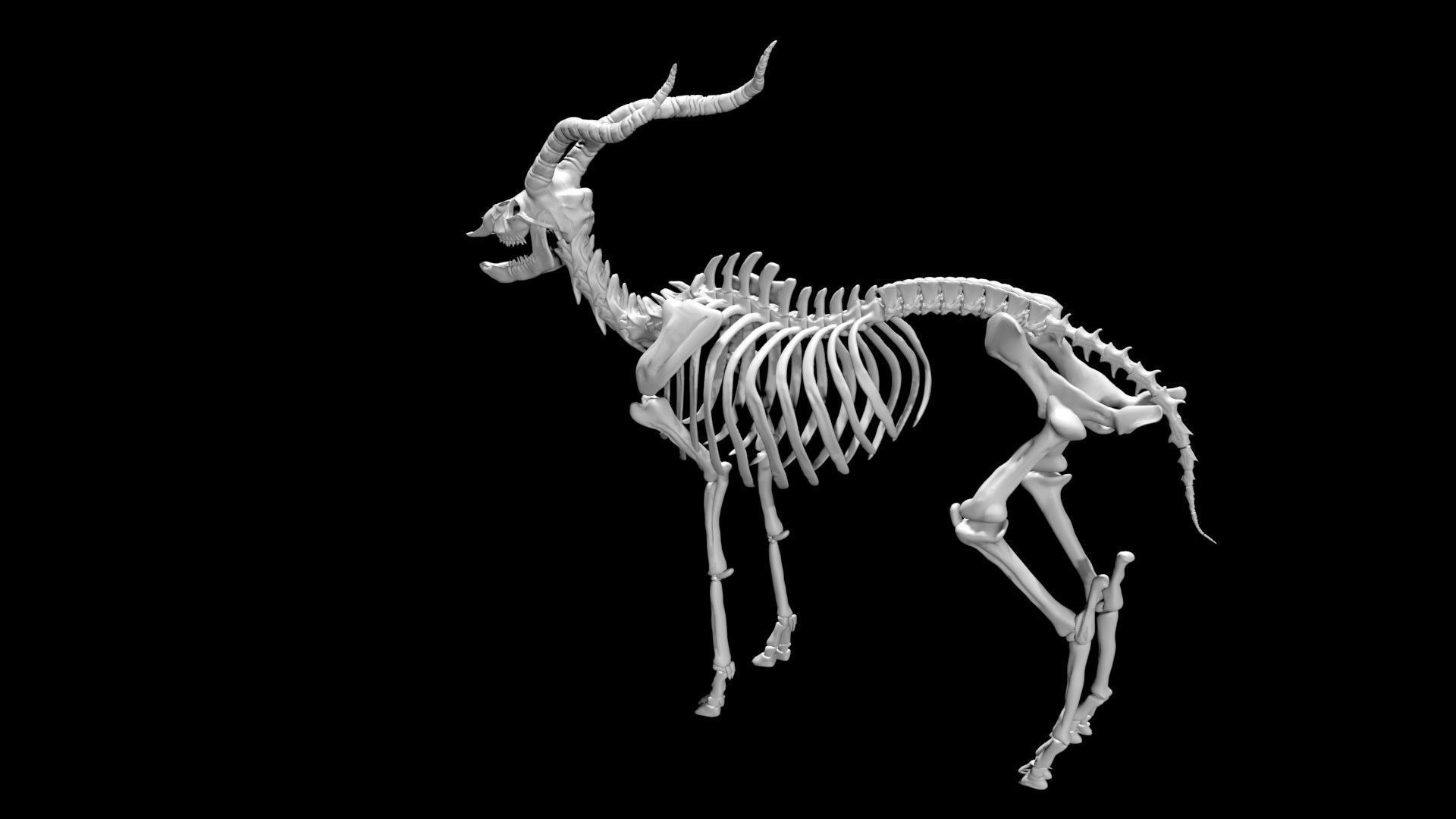 Antelope skeleton Low-poly 3D model_4