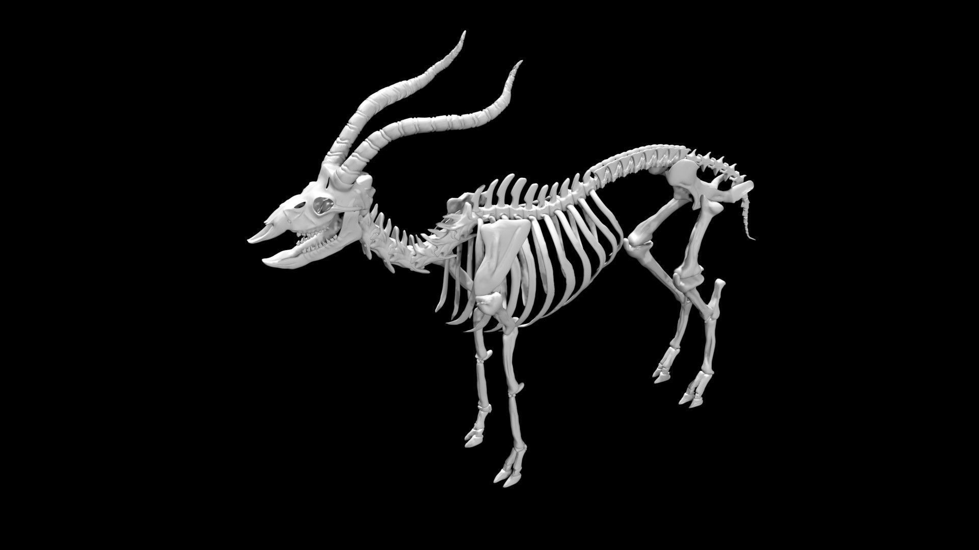 Antelope skeleton Low-poly 3D model_5