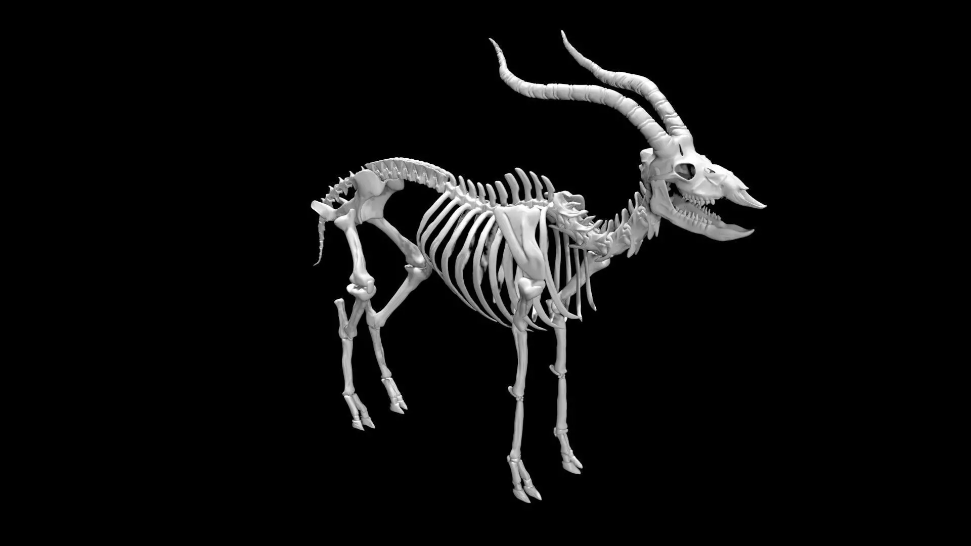 Antelope skeleton Low-poly 3D model_0