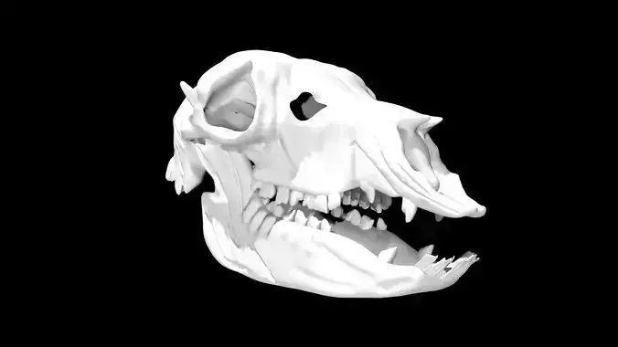 Alpaca skull Low-poly 3D model