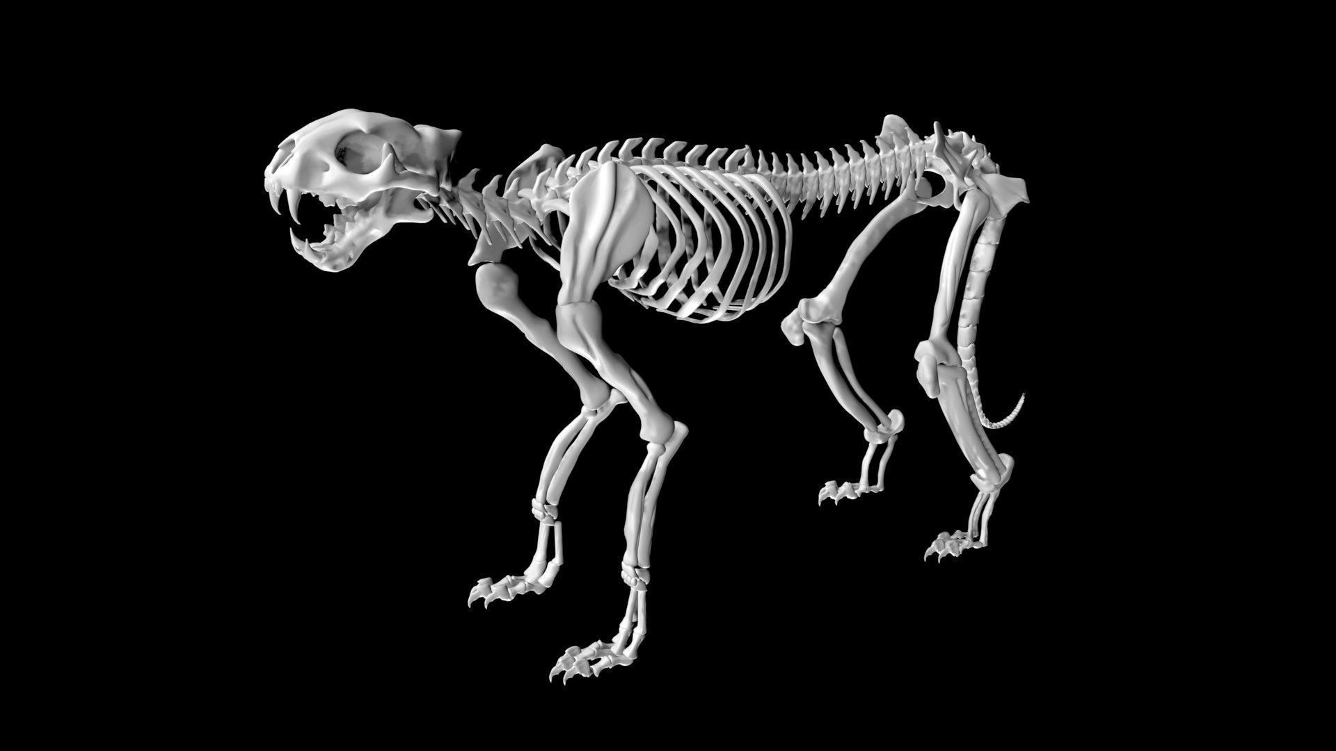 Cheetah skeleton Low-poly 3D model_7