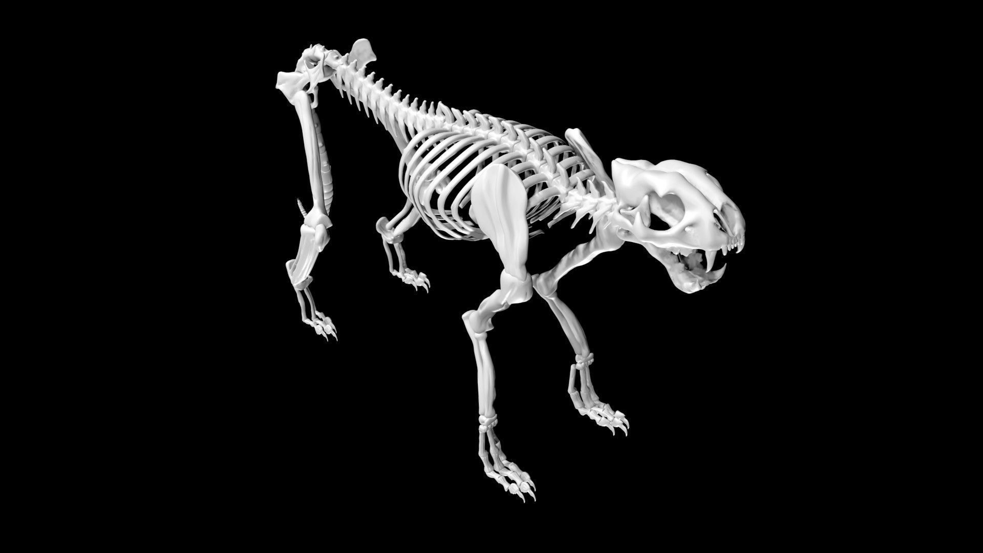 Cheetah skeleton Low-poly 3D model_1
