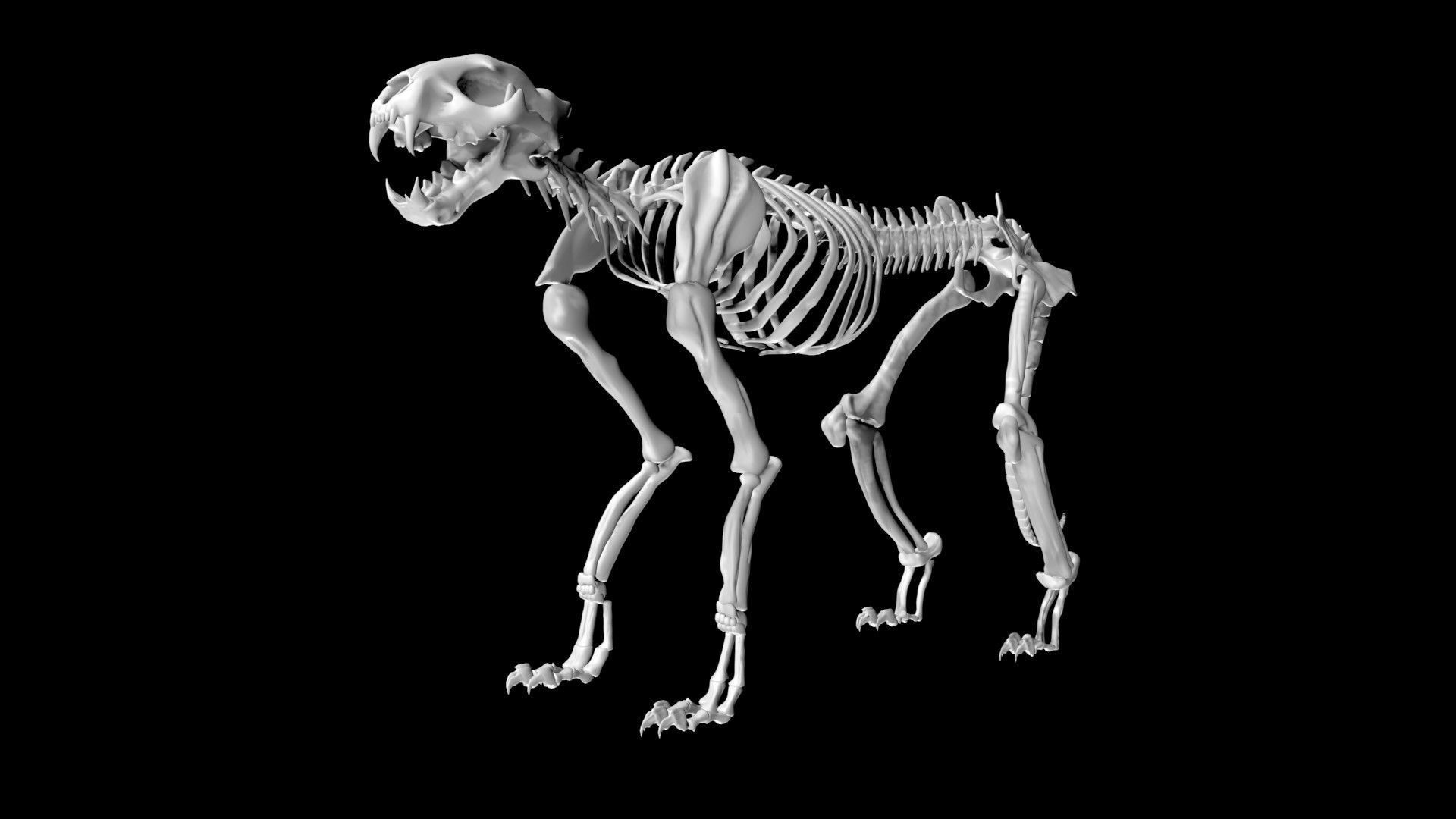 Cheetah skeleton Low-poly 3D model_2