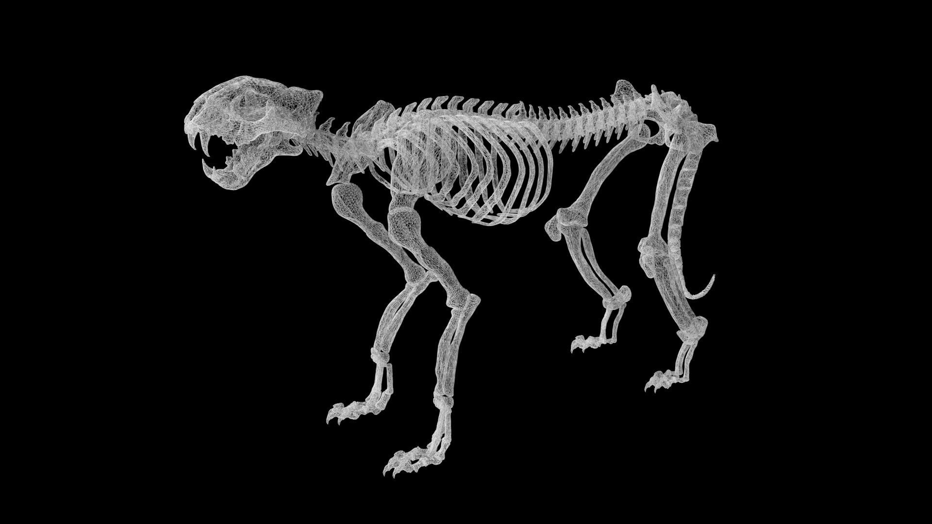 Cheetah skeleton Low-poly 3D model_8