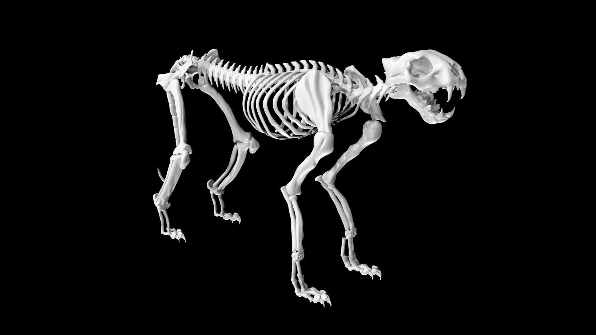 Cheetah skeleton Low-poly 3D model_5