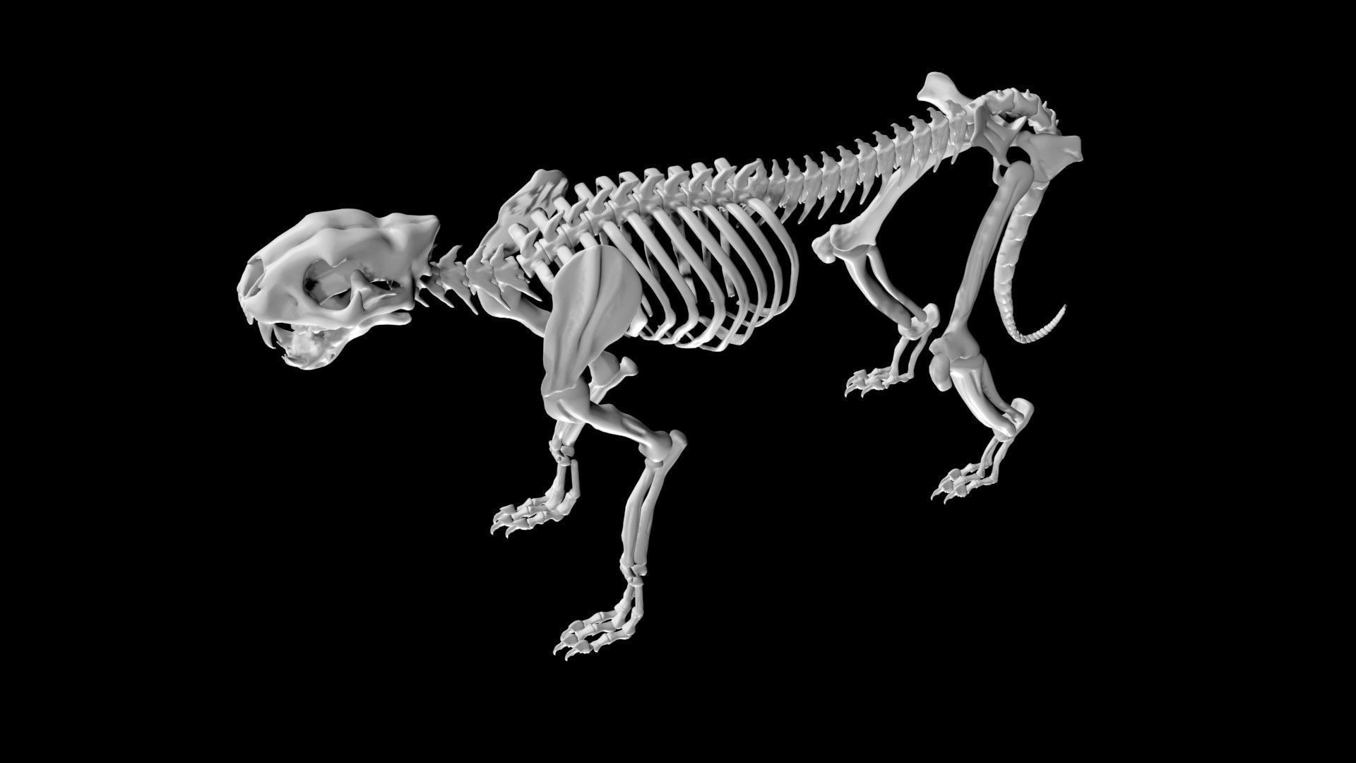 Cheetah skeleton Low-poly 3D model_4
