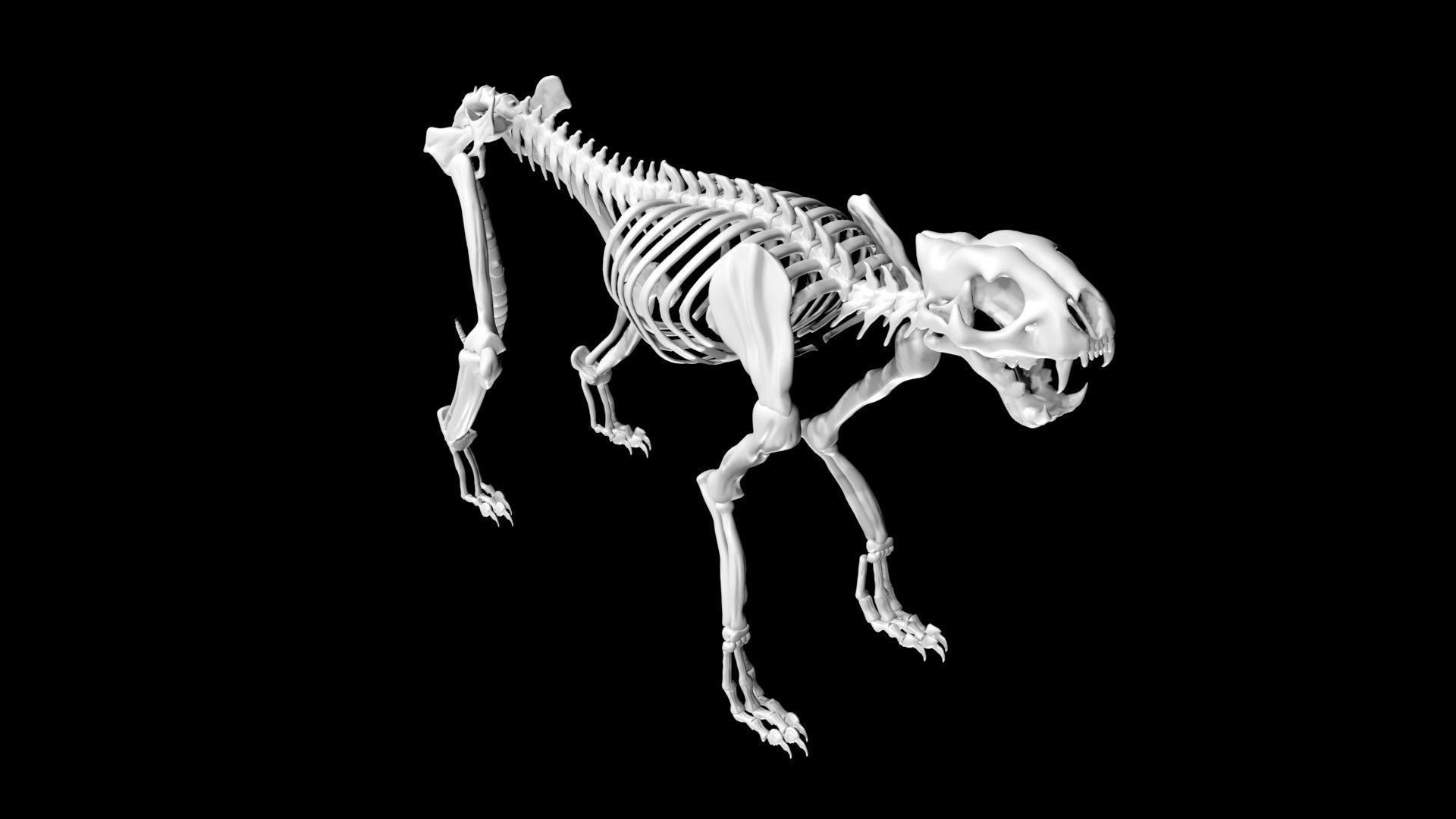 Cheetah skeleton Low-poly 3D model_6