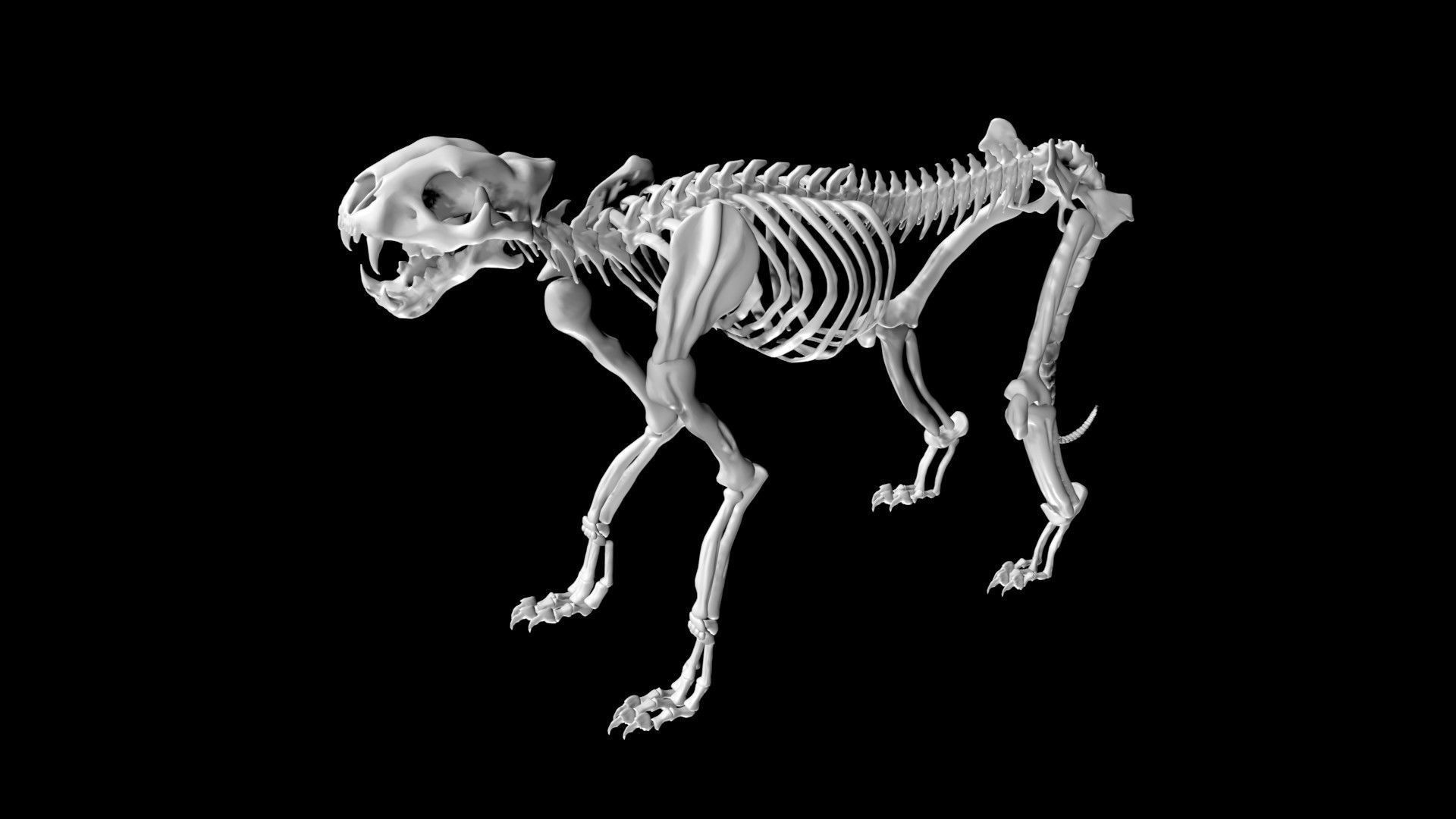 Cheetah skeleton Low-poly 3D model_3