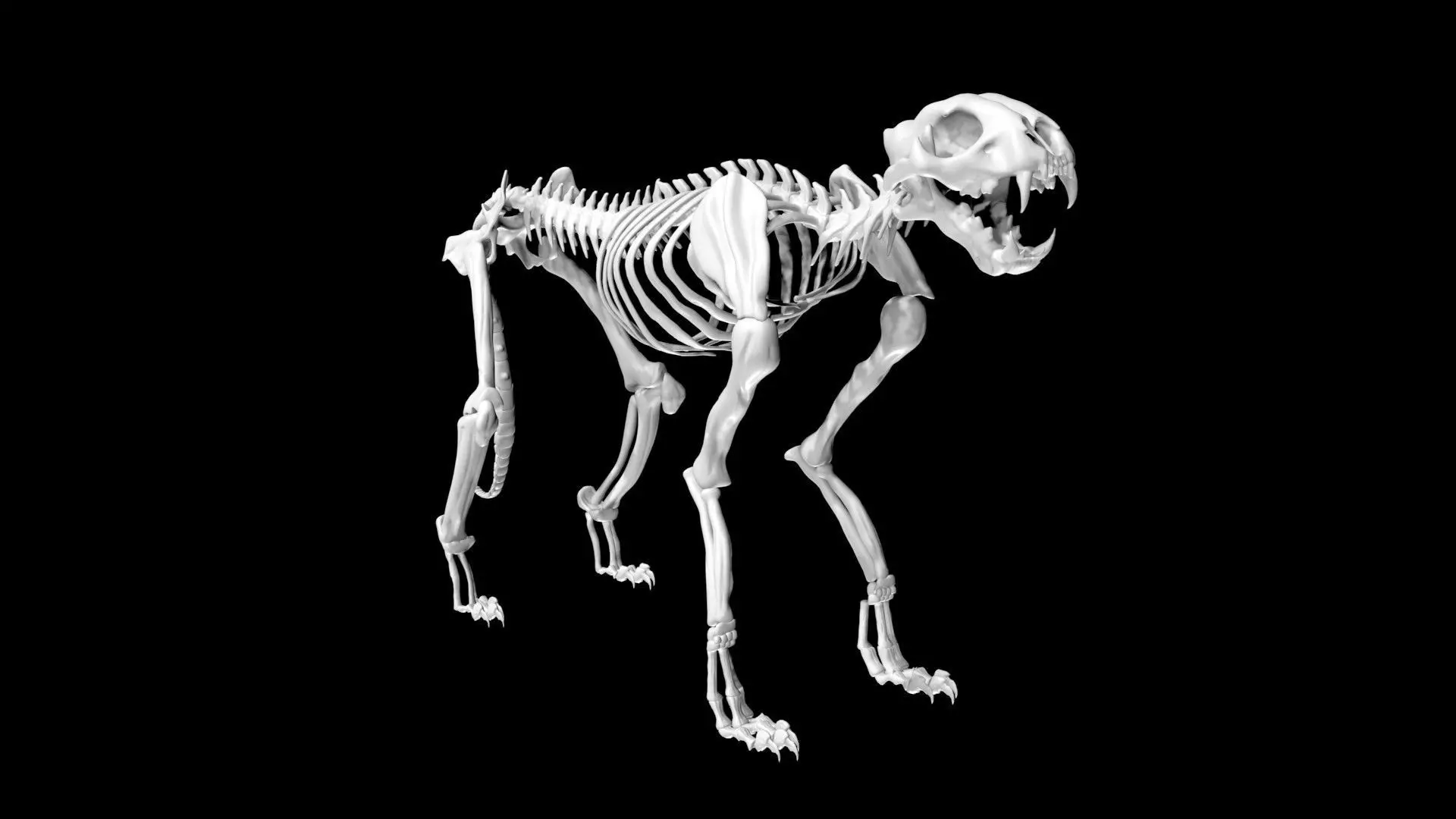 Cheetah skeleton Low-poly 3D model_0