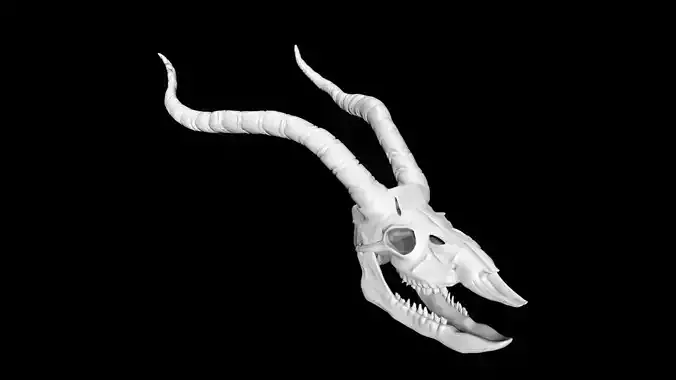 Antelope skull