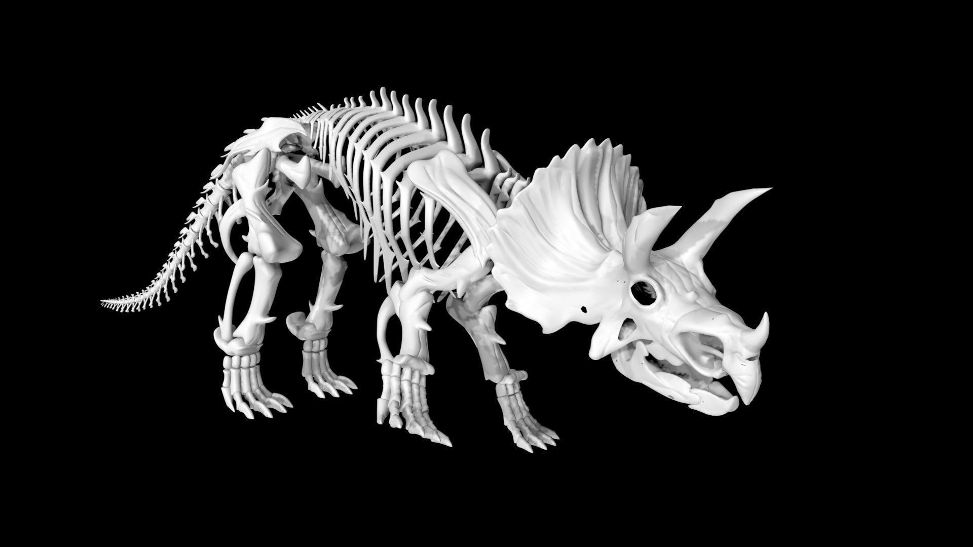 Triceratops skeleton Low-poly 3D model_2